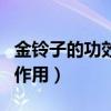 金铃子的功效与作用及用量（金铃子的功效与作用）