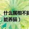 什么属相不能养猫猫咪的穿衣服（什么属相不能养猫）