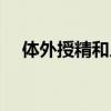 体外授精和人工授精一样吗（体外授精）