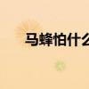 马蜂怕什么味道不敢来（马蜂怕什么）