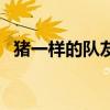 猪一样的队友是什么意思（猪一样的队友）
