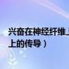 兴奋在神经纤维上的传导是单向还是双向（兴奋在神经纤维上的传导）