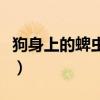 狗身上的蜱虫怎么消灭（狗身上蜱虫怎么消灭）