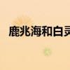 鹿兆海和白灵为什么没有在一起（鹿兆海）