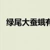 绿尾大蚕蛾有害吗（绿尾大蚕蛾不吉利吗）
