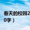 春天的校园200字作文三年级（春天的校园200字）
