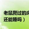 老鼠爬过的床单接触会得病吗（床上有老鼠屎还能睡吗）