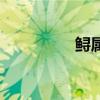 鲟属于什么动物（鲟属）