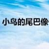 小鸟的尾巴像什么一样（小鸟的尾巴像什么）