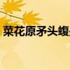 菜花原矛头蝮是保护动物吗（菜花原矛头蝮）
