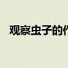 观察虫子的作文400字(观察虫子的作文) 观察虫子的作文400字(观察虫子的作文)