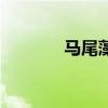 马尾藻海在哪里（马尾藻海）