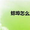 蚌埠怎么念鹬蚌相争（蚌埠怎么念）