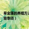 旱金莲的养殖方法和注意事项图片（旱金莲的养殖方法和注意事项）