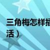 三角梅怎样插枝条发芽（三角梅怎么插枝才能活）