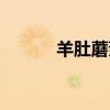 羊肚蘑菇多少钱一斤（羊肚蘑）