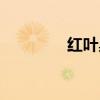 红叶臭椿图片（红叶臭椿）