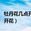 牡丹花几点开花时间三年级仿写（牡丹花几点开花）