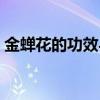 金蝉花的功效与作用及禁忌（金蝉花的功效）