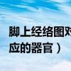 脚上经络图对应的器官的视频（脚上经络图对应的器官）