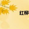红柳枝条怎么养（红柳枝）
