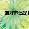 猫好养还是狗好养?（猫好养还是狗好养）