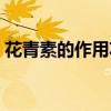 花青素的作用功效及副作用（花青素的作用）