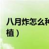 八月炸怎么种植的那里有种买（八月炸怎样种植）