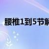 腰椎1到5节解剖图（腰椎1到5节位置图片）