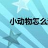 小动物怎么过冬图片（小动物怎么过冬）