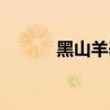 黑山羊养殖基地（黑山羊养殖）