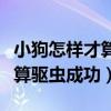 小狗怎样才算驱虫成功注意哪些（小狗怎样才算驱虫成功）