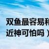 双鱼最容易和哪个星座一见钟情（双鱼座最接近神可怕吗）