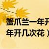 蟹爪兰一年开几次花几月扦插最好（蟹爪兰一年开几次花）