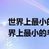 世界上最小的鸟是蜂鸟一只蜂鸟重2.1克（世界上最小的鸟）