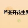 芦荟开花生男孩（芦荟开花预示男孩女孩）