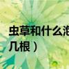 虫草和什么泡酒效果最好（虫草泡酒一斤酒放几根）