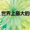 世界上最大的蝙蝠图片（世界上最大的蝙蝠）
