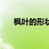 枫叶的形状和特点描写（枫叶的形状）