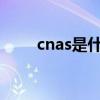 cnas是什么意思（cns是什么意思）