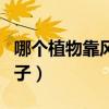哪个植物靠风传播种子（什么植物靠风传播种子）