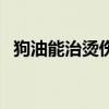 狗油能治烫伤吗怎么用（狗油能治烫伤吗）