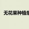无花果种植条件和区域（无花果种植前景）