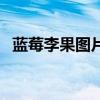 蓝莓李果图片是蓝莓吗（蓝莓李果的功效）