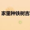 家里种铁树吉利吗好吗（家里种铁树吉利吗）