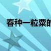 春种一粒粟的粟指的是什么（春种一粒栗）
