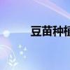 豆苗种植方法和产量（豆苗种植）