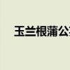 玉兰根蒲公英茶的功效与作用（玉兰根）