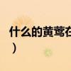 什么的黄莺在树枝上什么地歌唱(什么的歌唱) 什么的黄莺在树枝上什么地歌唱(什么的歌唱)