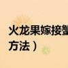 火龙果嫁接蟹爪兰的养殖方法（蟹爪兰的养殖方法）